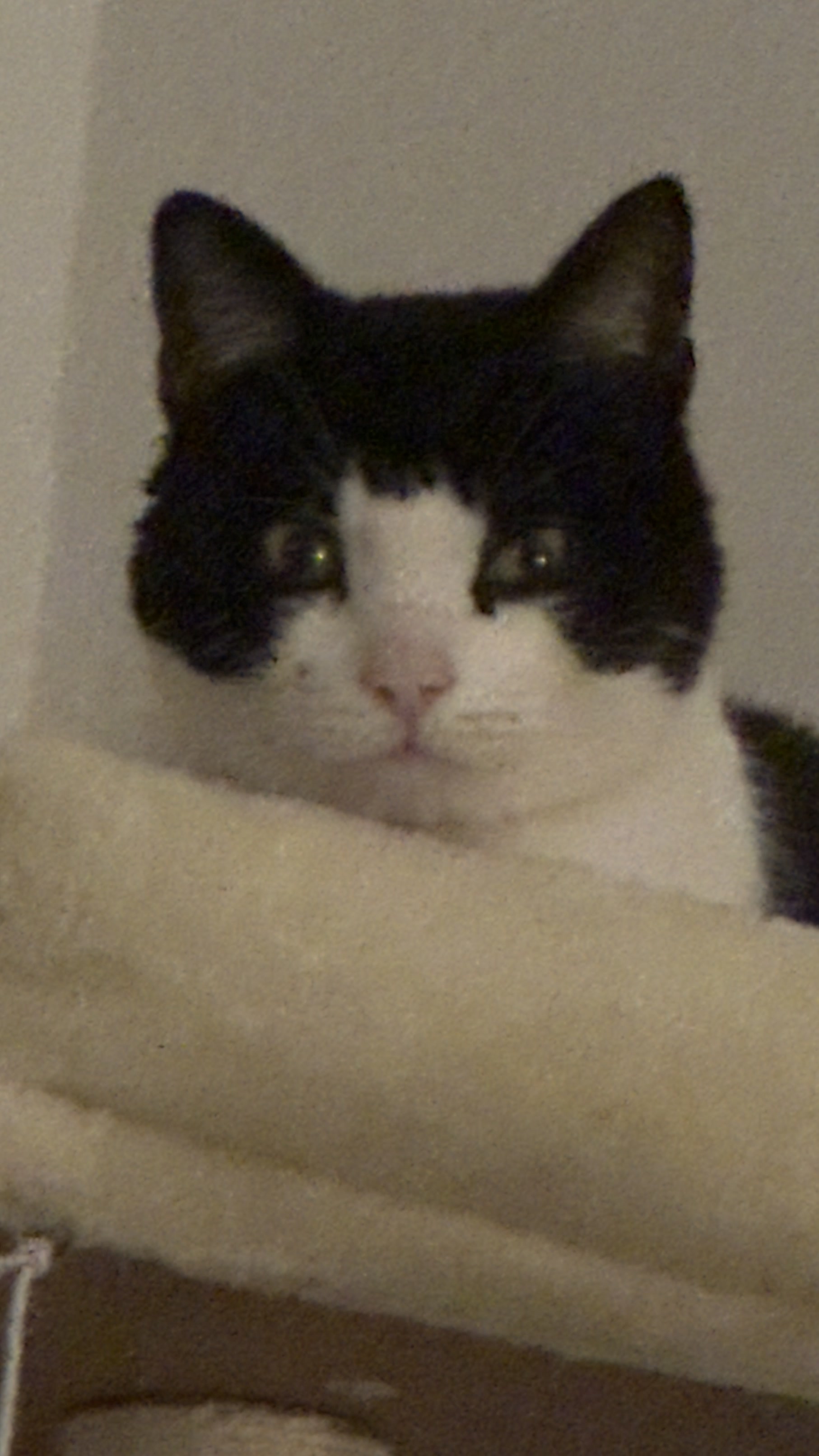 This is Foggy, nickname: 'Jack the Ripper'. I have a habit of naming cats after the weather.<br>The nickname was given due to his continuous 'gifts' of birds and mice he brings.