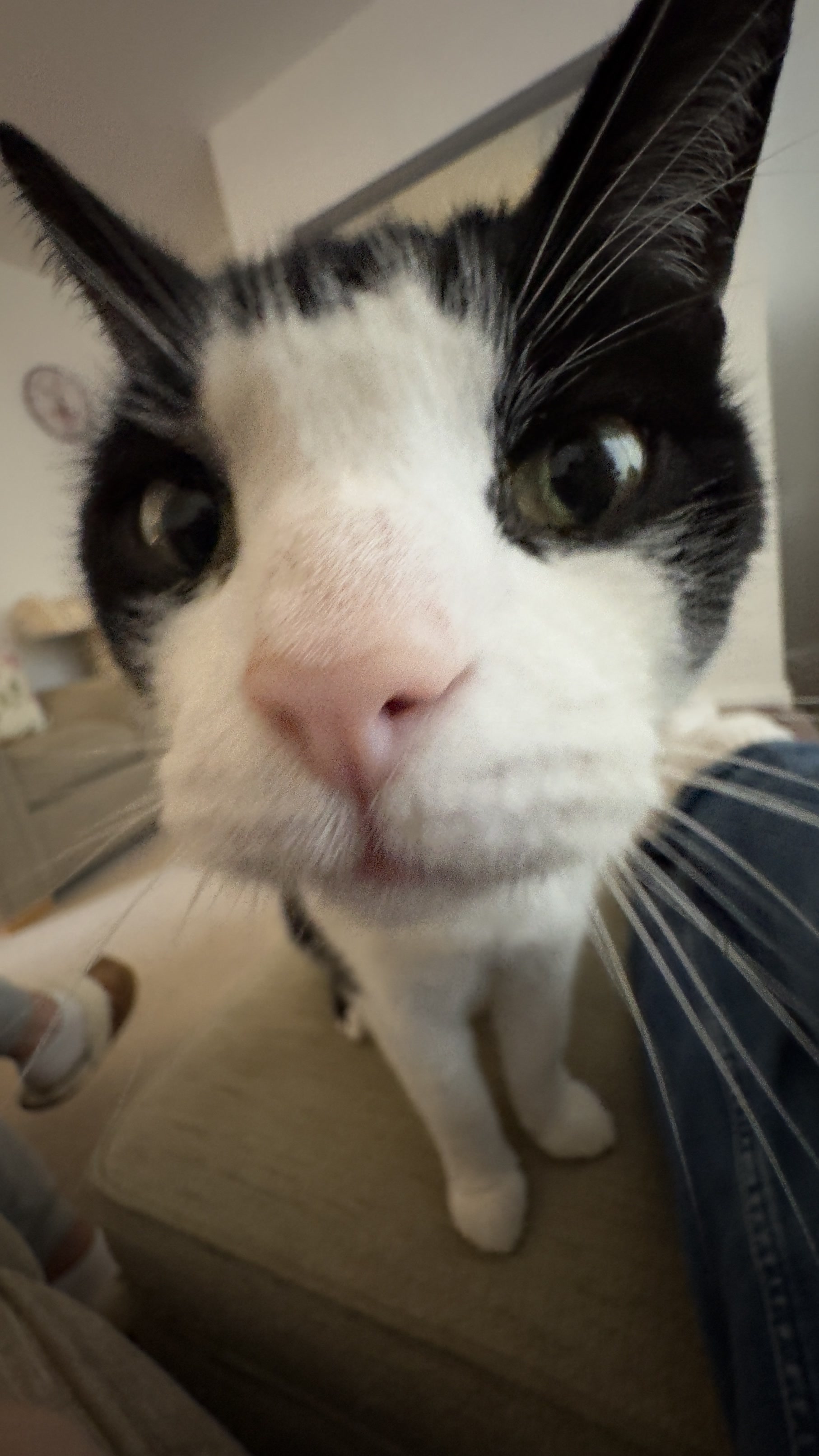 This won't be the last wide-angle photo of one of my cats...<br>I have a habit of taking them whenever they get too close, so they can see how stupid they are.