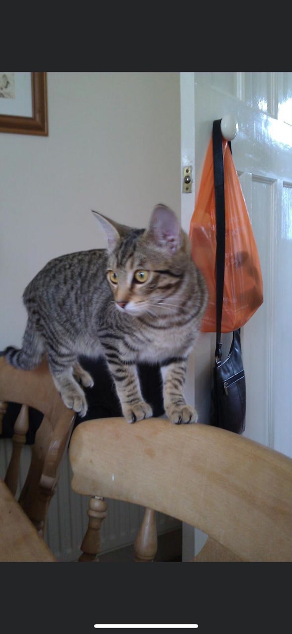 Here's a young Holly, traversing the chair in the dining room. Her eyes used to be... yellow?