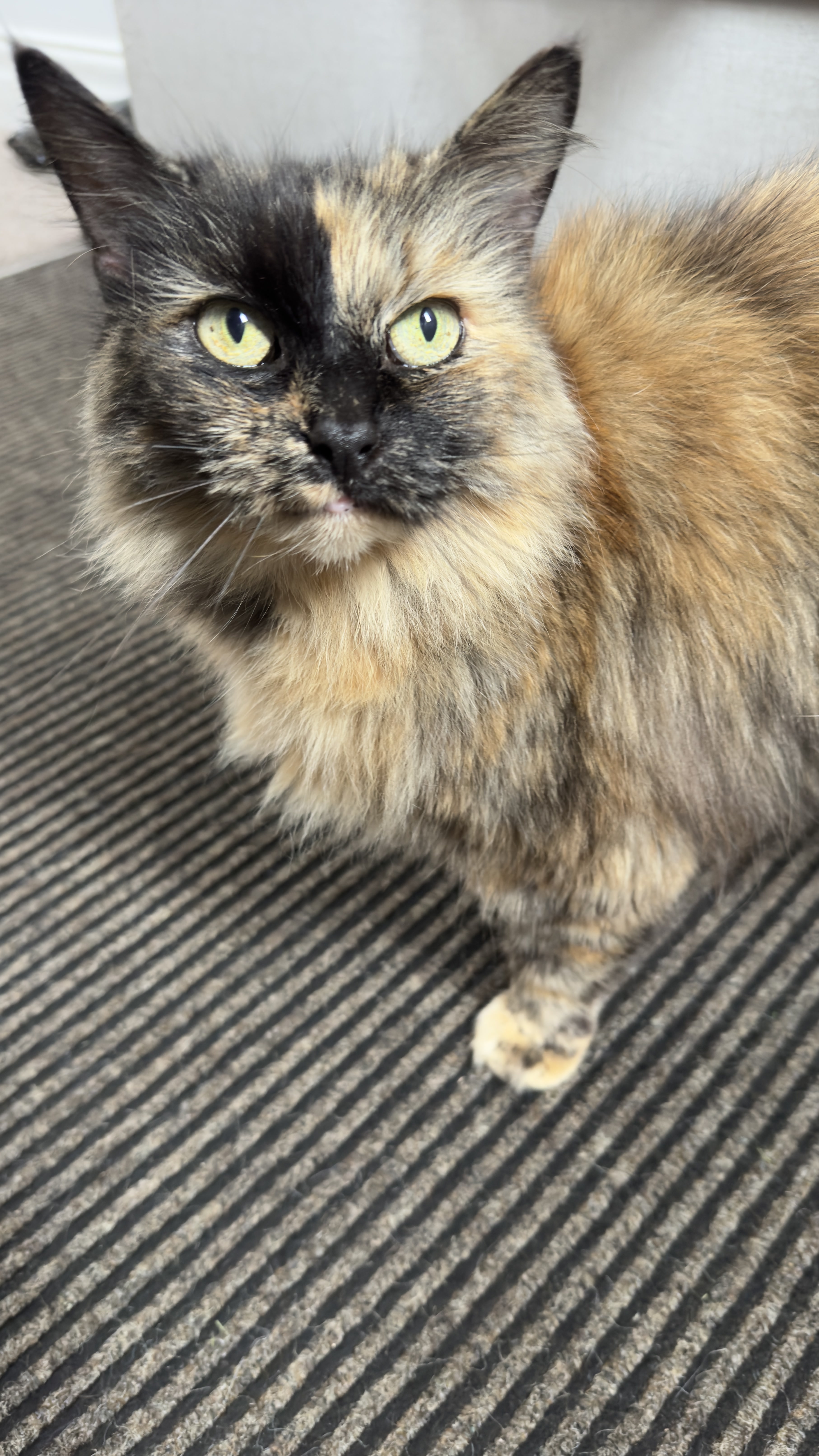Lucy was originally a stray after being abandoned by her previous owners.<br>She followed me home one day and has been a part of the family ever since.
