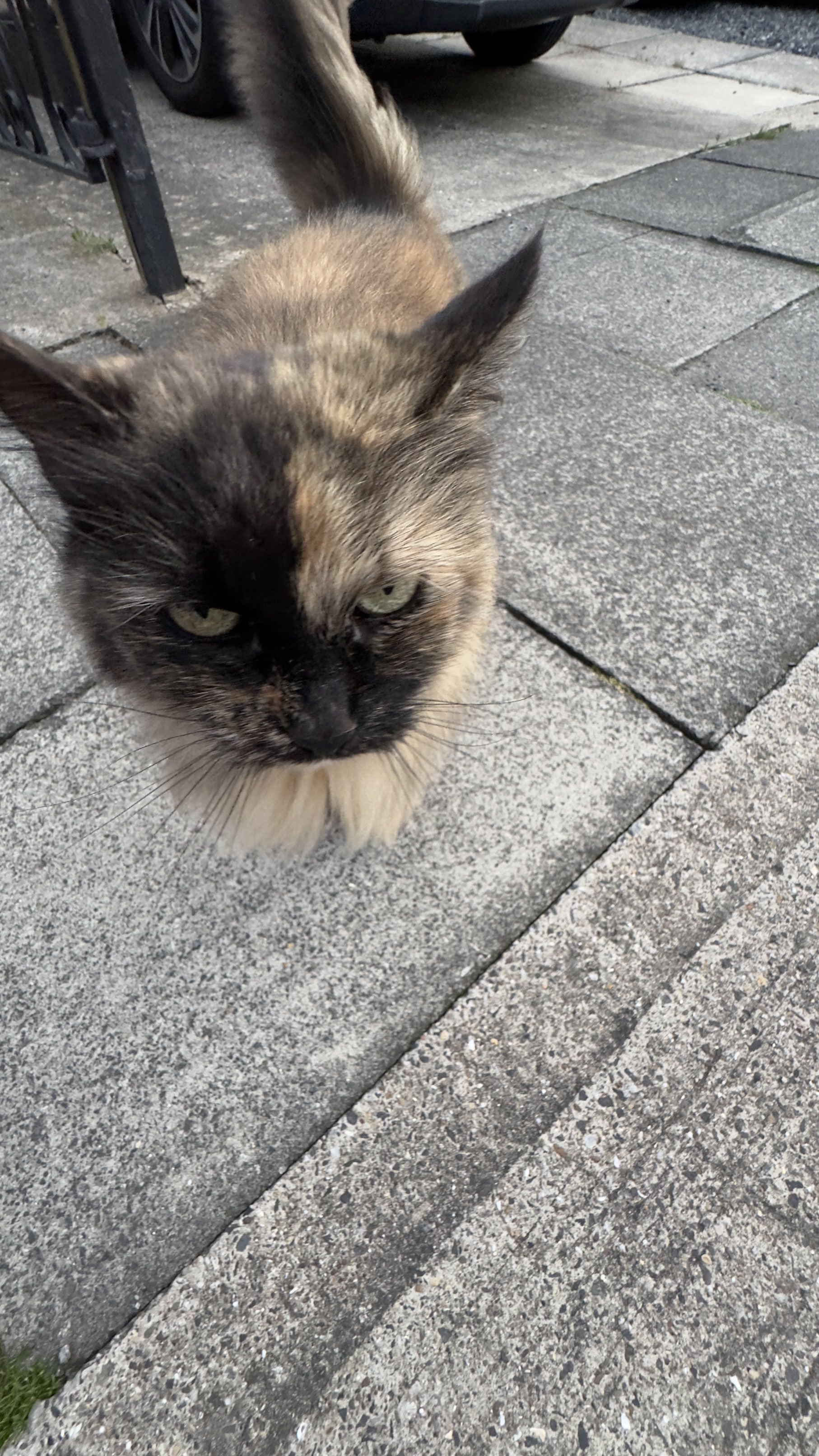 Fun fact: Lucy is a Norwegian Forest Cat, and therefore very fluffy.<br>She's referred to as 'The Walking Carpet' quite a bit!