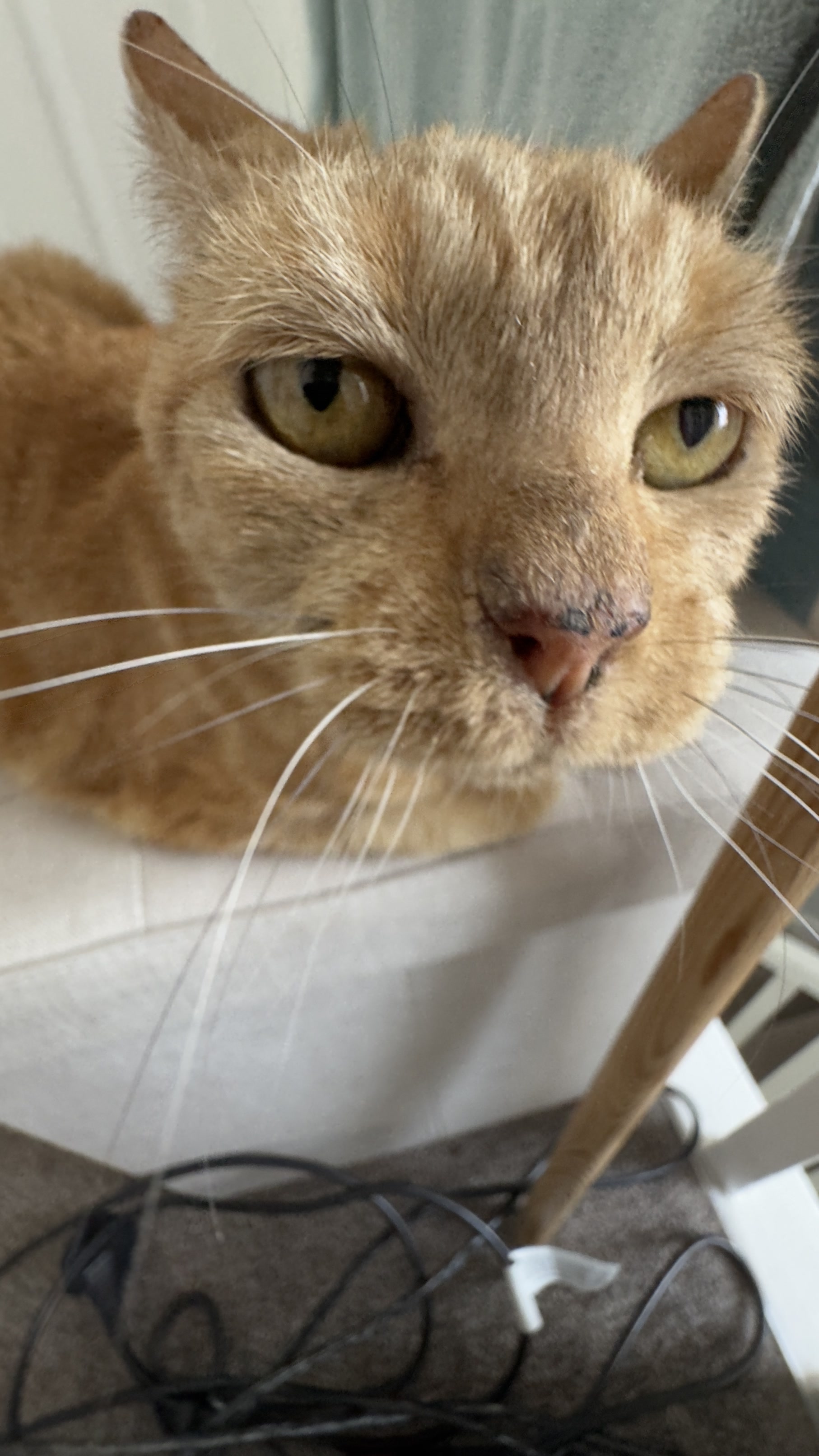 Misty the cat looking annoyed