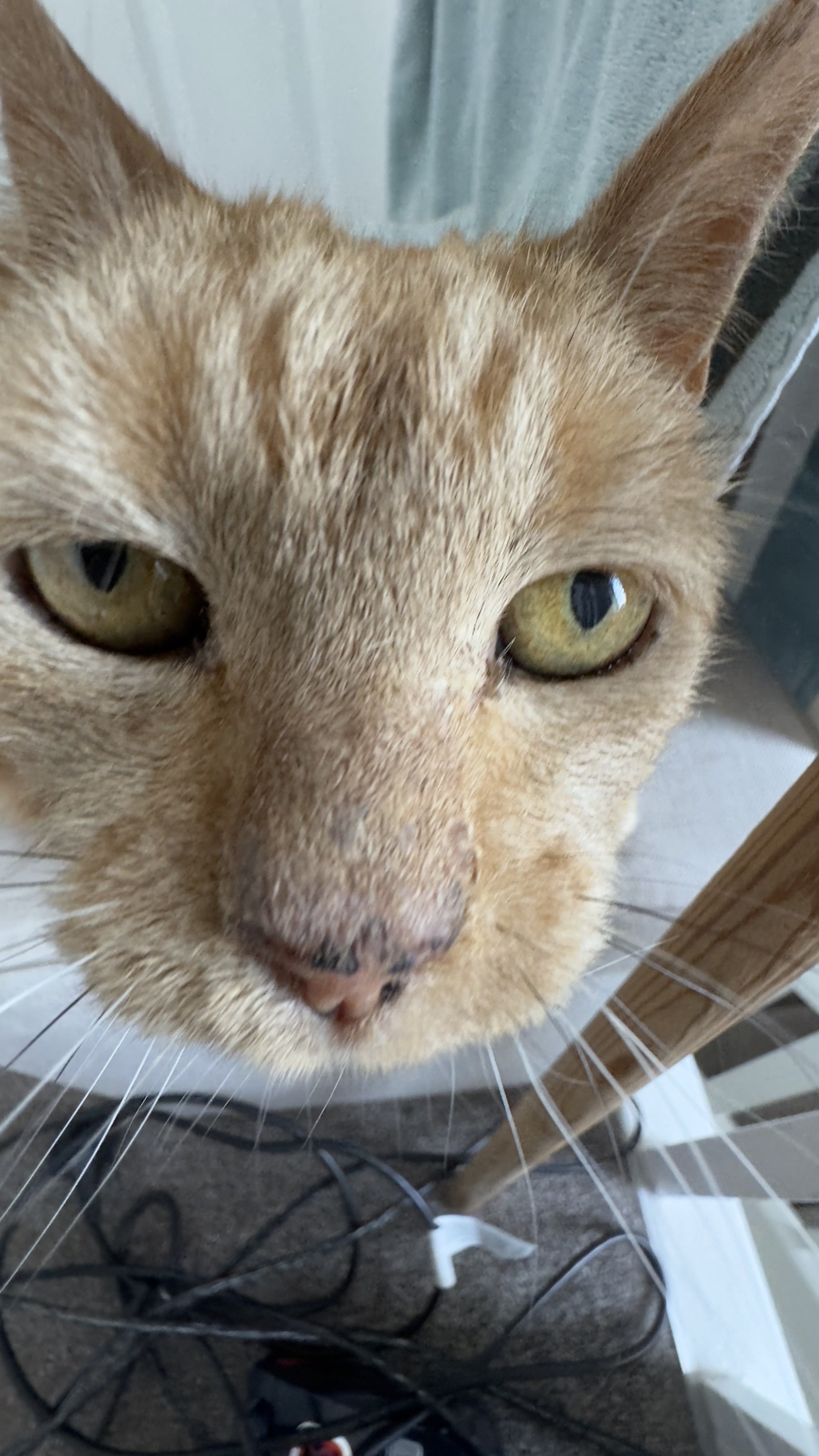 Misty the cat in her final days