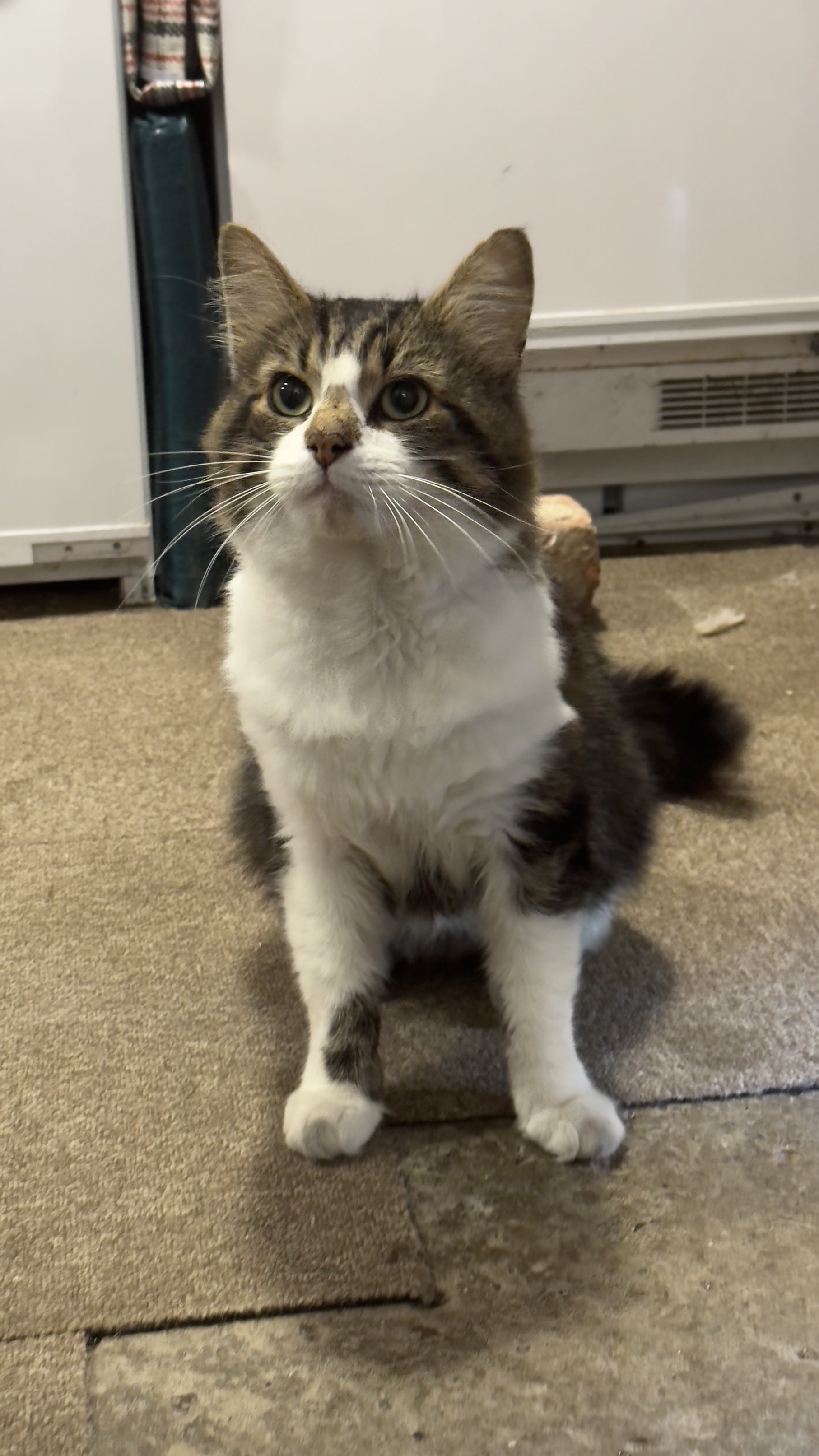 This is Moggy. Originally a stray, my family and I took him in.