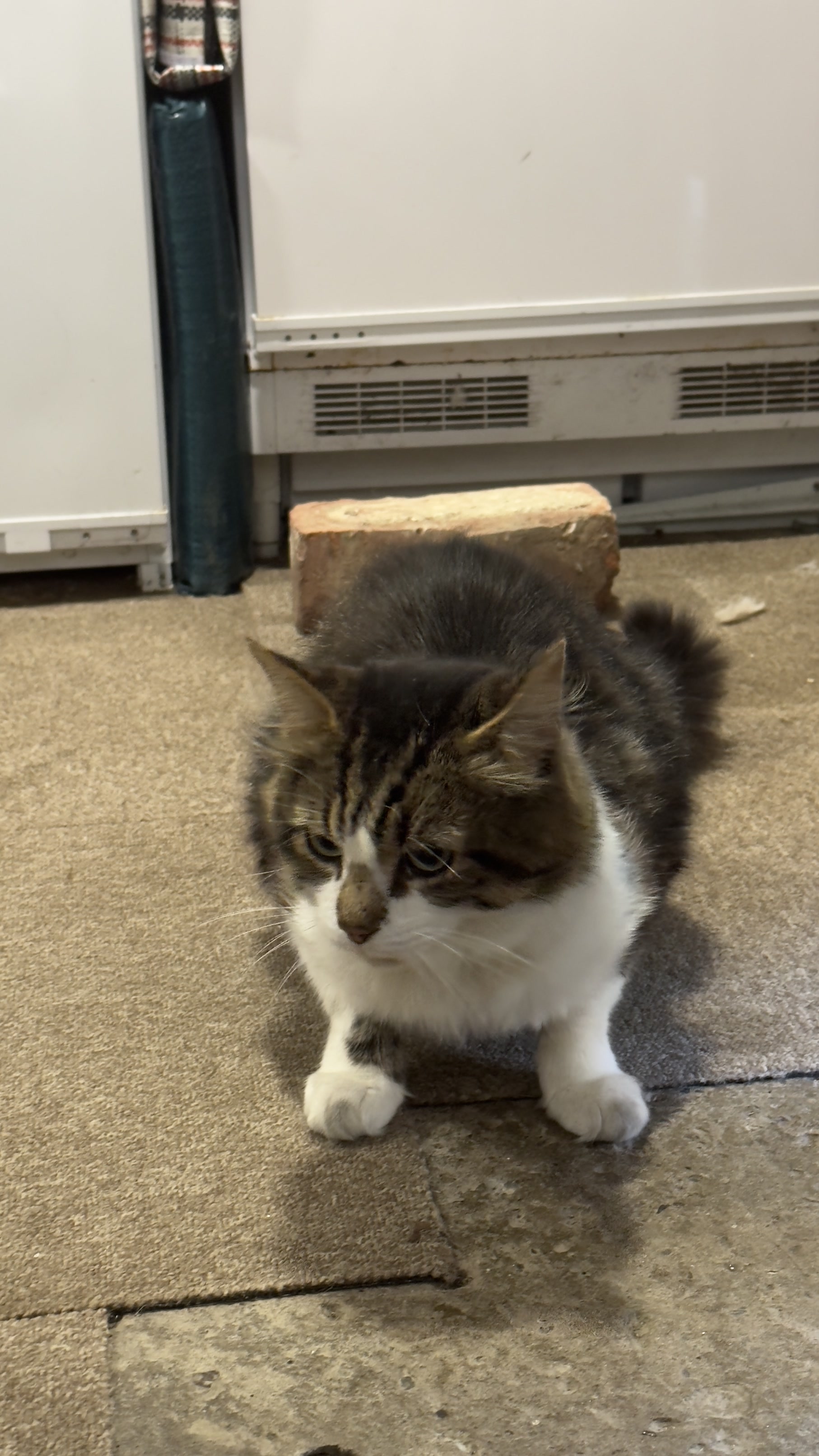 He's surprisingly friendly, and tends to stick to his routine of staying outdoors and visiting us or neighbours for food.