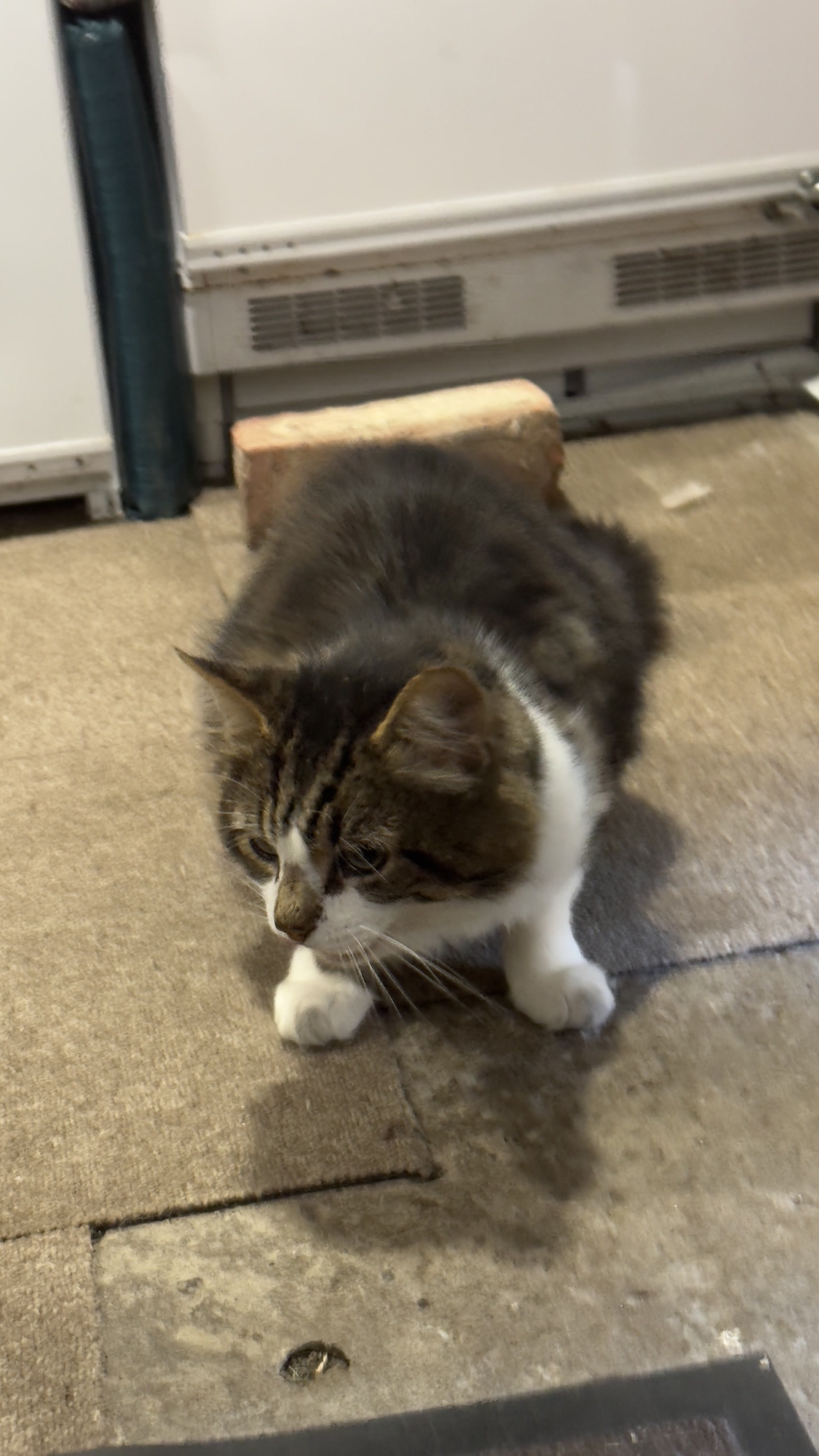 With that being said, he doesn't exactly live with anyone, but he is legally microchipped to us.