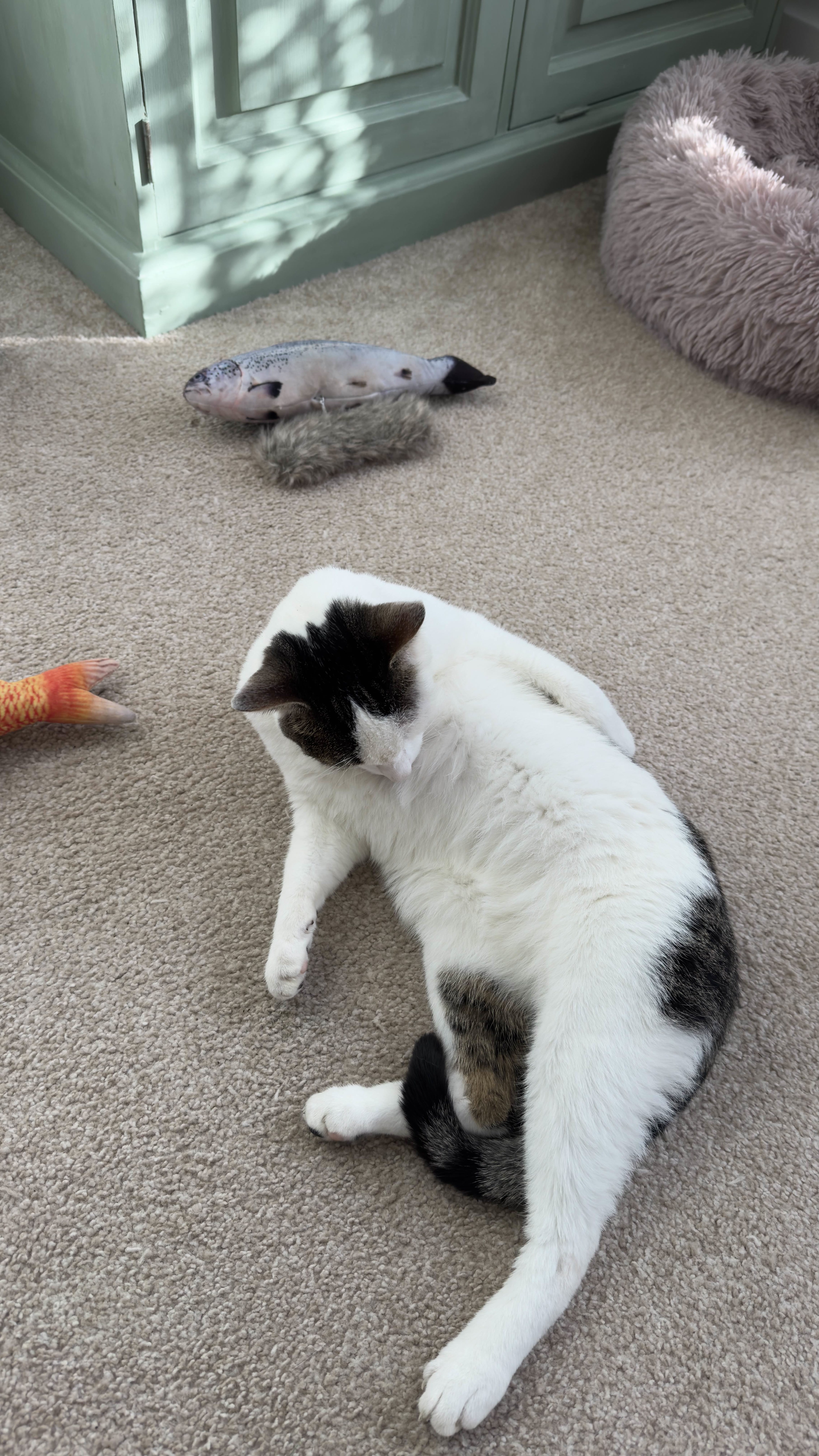 Snowy taking a moment to lick himself clean.