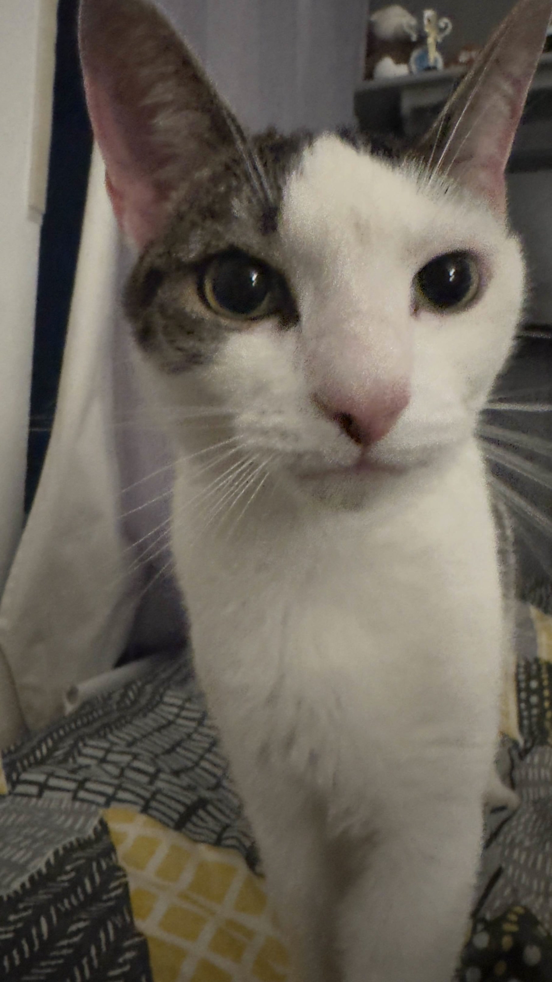 Snowy invading my personal space.
