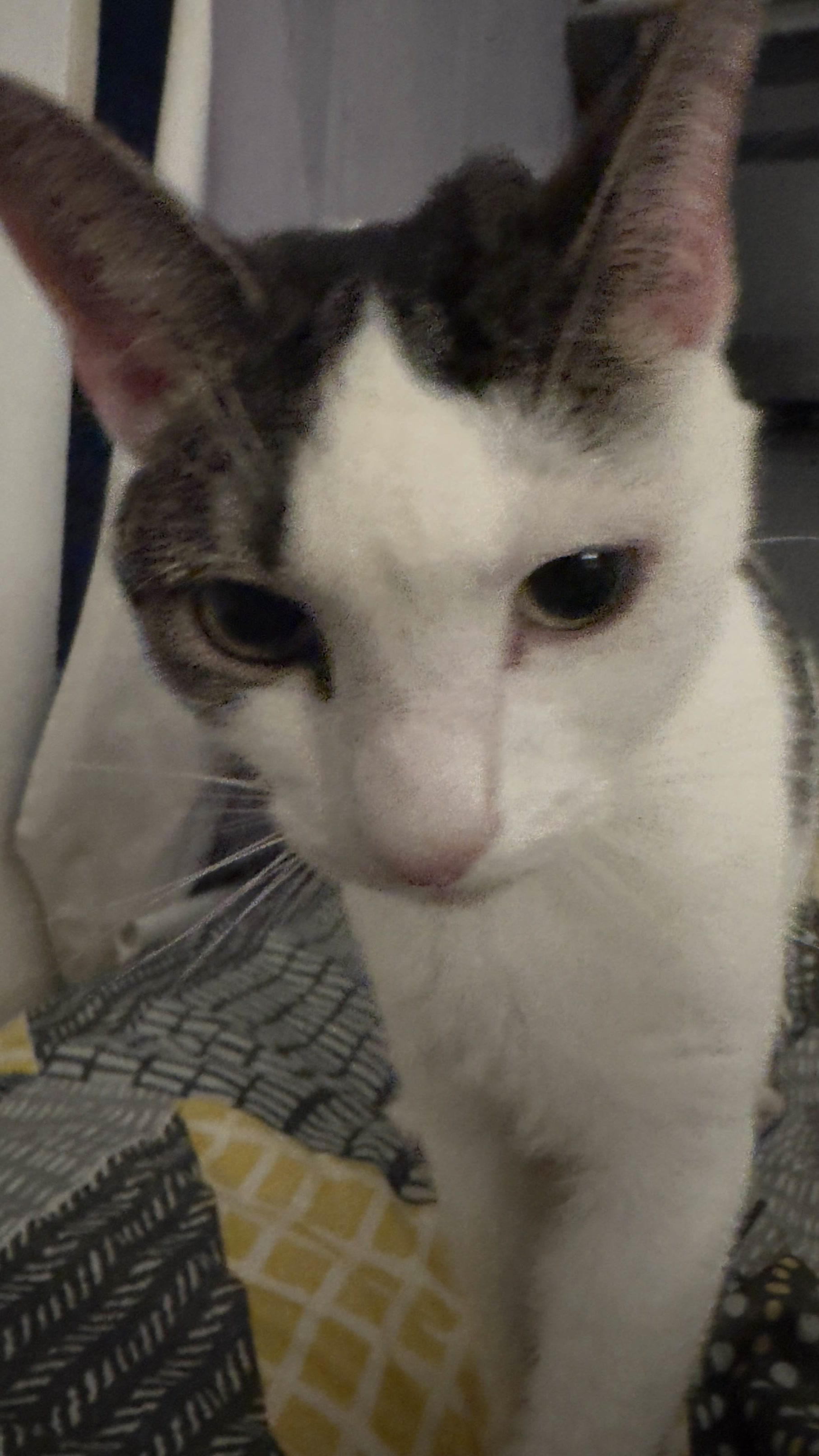 Maybe he's reminding me to feed him? I already did that!
