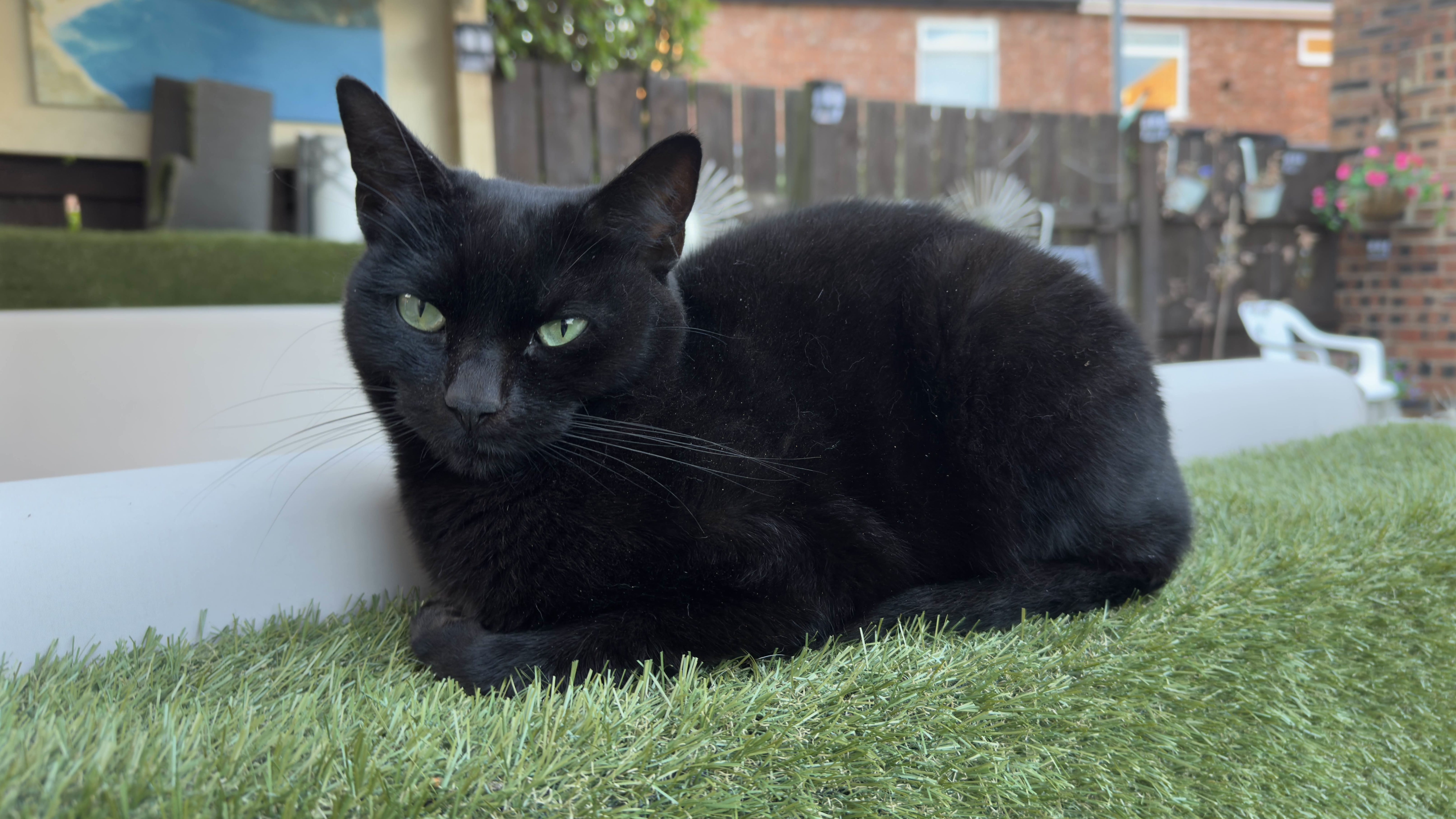 Stormy laying down in my back garden.