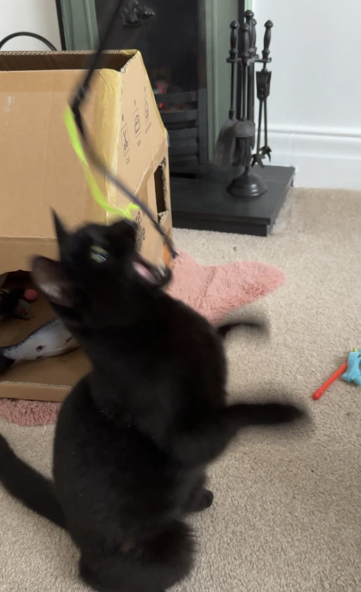 Stormy trying to secure a cat teaser within his grasp.