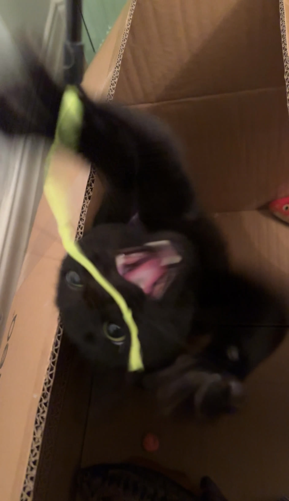 Stormy has the zoomies! (We're doomed)